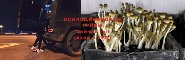 apvp Богданович